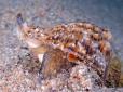 Він ще гірше, ніж медузи: В Азовському морі розмножується небезпечний хижак
