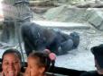 Дорослим довелось відповідати на незручні питання дітей: У зоопарку Нью-Йорку горили зайнялися оральним сексом на очах у відвідувачів (відео 16+)