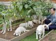 Революція споконвічних традицій: Президент Південної Кореї пропонує співгромадянам заборонити їсти собак