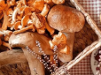Що приготувати в розпал грибного сезону: ТОП-3 рецепти страв з білих грибів
