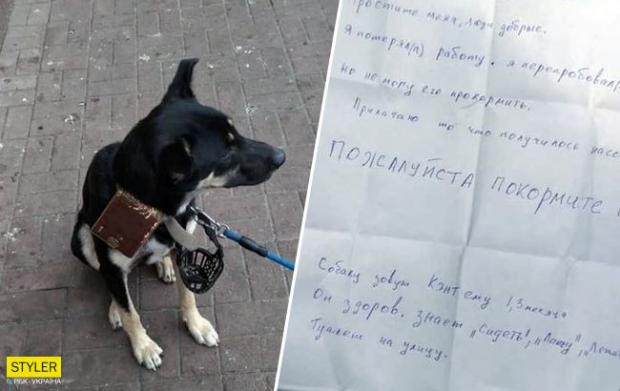 У Запоріжжі перед входом в торговий центр знайшли собаку з запискою: що там написано
