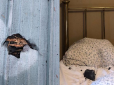 Просто диво, що не вбив: Метеорит пробив дах і впав на подушку сплячої жінки (фото)