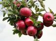 В Україні ціни на яблука пробили трирічне 