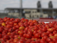 Хіти тижня. Людям роздати пошкодували: Українські фермери масово залишають на полях урожай цьогорічних помідорів (відео)
