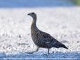 Чорнобильська зона як шанс відродження червонокнижних тварин: Науковці показали рідкісного птаха, котрий 