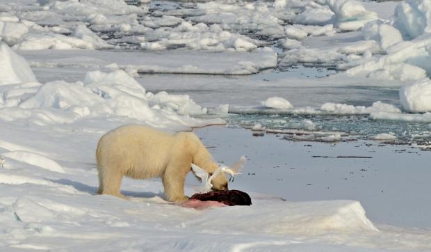 Білий ведмідь зазвичай полює на тюленів, але, виявилося, не відмовляється і від північного оленя (фото: Майкл Венгер / polarjournal.ch(