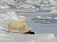 Сенсація зоології: Натуралісти вперше побачили та зафіксували, як білий ведмідь вбив і зжер північного оленя. Драматичні кадри
