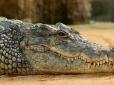 Дуже слухняна та дружня тваринка, яка їсть рис: В індійському храмі живе крокодил-вегетаріанець (фото)