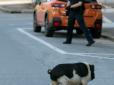 На це неможливо дивитися без посмішки: Поліцейські годину ловили свиню, яка не хотіла повертатися додому (фото)