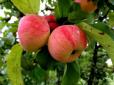 В Україні через низькі ціни на яблука гине добірний врожай - садівники  у розпачі