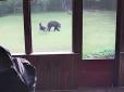 Клишоногий спочатку здивувався: Пес неочікувано зустрів ведмедя на своєму дворі, але не став проганяти (відео)