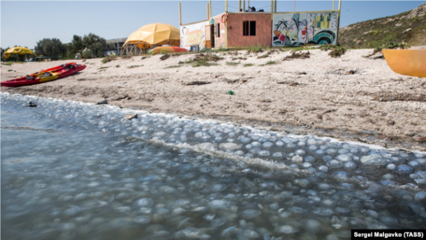 Нашествие медуз на побережье Азовского моря в Крыму у села Мысовое, август 2021 года