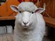Наймиліші тваринки в світі: Як змінюються вівці після купання (фото)
