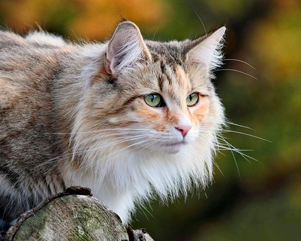 Норвезька лісова кішка.
