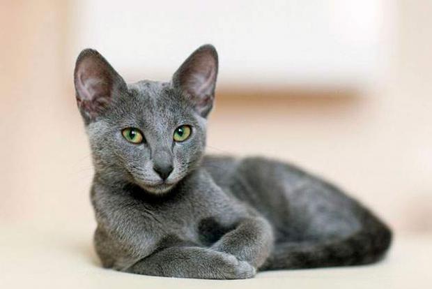 Російська блакитна кішка.