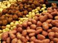 В Україні впали оптові ціни на картоплю, але в магазинах вартість не зміниться: Стали відомі причини
