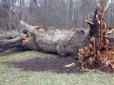 Поганий знак для скрепоносців: Буревій завалив головне дерево Росії