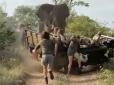Моторошно навіть дивитися: Сексуально стурбований слон атакував машину з туристами (відео)