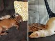 Граються із котами та нахабно сплять на собаках: Дуже веселі фото симпатичних тхорів