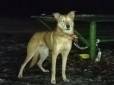 Прив'язала і поїхала геть: У київському парку знайшли собаку, якого залишила його власниця - поруч була записка