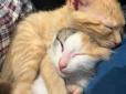 Зворушлива історія Кориці і Кардамона: Як маленькі кошенята об'єдналися, щоб вижити (фото, відео)