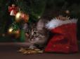 Те, на що дивитися можна вічно: Різдвяні ялинки і коти - найсмішніші відео