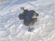 Канадські коти захопили супутникову тарілку Starlink і заважають роздачі інтернету: Маск уже відреагував (курйозне фото)
