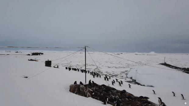 На станції “Академік Вернадський” показали, як “марширують” пінгвіни