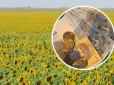 Оце так поворот! В Україні соняшникова олія за ціною зрівнялася з оливковою, у мережі показали доказ (фото)