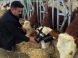 Коли до скотини по-людськи, вона теж віддячить: Турецький фермер купив коровам VR-окуляри, і тварини стали давати більше молока