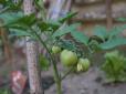 Огродникам на замітку: Коли сіяти помідори на розсаду, щоб зібрати багатий урожай
