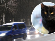 У Дніпрі чорна кішка спровокувала на автостраді ДТП (відео)