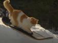 Віртуоз зимових розваг: Мережу підкорив кіт, який вправно катається на сноу-скейті (відео)