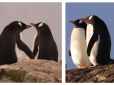 Ці дивні птахи просто як люди: Українські полярники в Антарктиці розчулили кадрами про закоханих пінгвінів