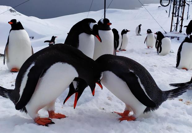 Українські полярники розчулили мережу знімками закоханих пінгвінів