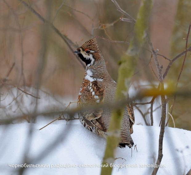 У Чорнобилі показали птаха рідкісної краси, який дуже боїться людей (фото)