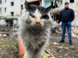 Постраждав через обстріли у Бородянці: Помер кіт Мурчик, який став символом стражденного селища