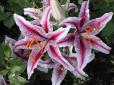 Корисний лайфхак: Щоб лілії у вашому саду цвіли рясно, слід знати кілька секретів