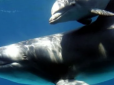 У Чорному морі через окупантів гинуть дельфіни - їх 