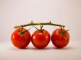 Як не залишитися без врожаю томатів - поради досвідченого городника