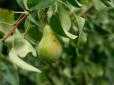 Навчіться правильно обрізати груші й збиратимете з кожного дерева рекордні врожаї - поради садівника