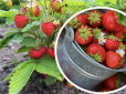 Ягоди будуть солодкими та соковитими: Яим удобрювати полуницю навесні для великого врожаю