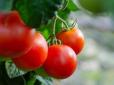 ТОП-5 головних шкідників томатів: Що потрібно про них знати і як позбутися