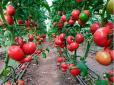 Як прискорити дозрівання помідорів - поради досвідченого городника