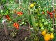 Додайте йоду і борної кислоти: Чим підживити томати в липні та серпні