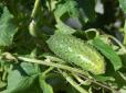 Величезний урожай огірків вам забезпечений, якщо дотримуватиметеся цих шести секретних правил догляду
