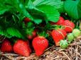 Як забезпечити врожай полуниці до самих морозів - поради досвідченої городниці