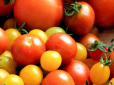 Що робити, щоб помідори не тріскалися під час консервації - прості поради