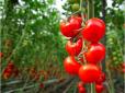 Городникам на замітку! Попіл, йод та борна кислота: Чим підживлювати томати в липні та серпні