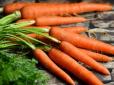 Морква ростиме як на дріжджах: Обов’язкове і важливе підживлення рослин влітку (відео)